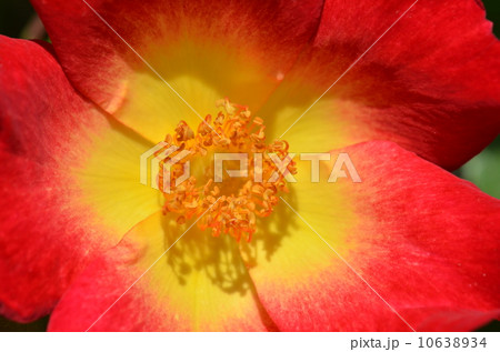 バラの花 バラの花 10638934