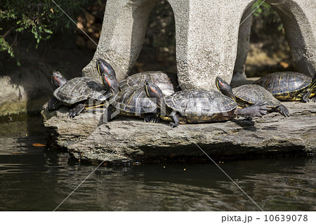 アカミミガメの甲羅干し 10639078