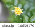 薔薇のつぼみ 10639170