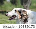 ボリゾイ 10639173