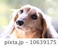 振り返るミニチアダックス 10639175