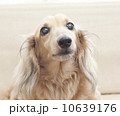 ミニチアダックス 10639176