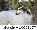 ボリゾイ 10639177