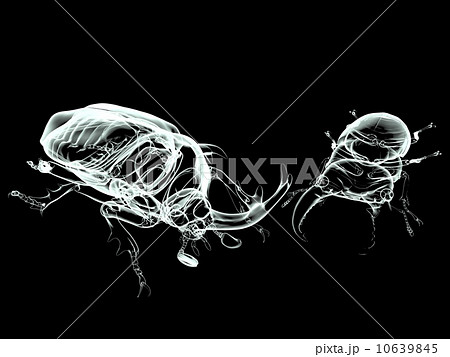 カブトムシ対クワガタのイラスト素材