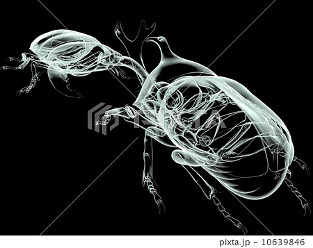 カブトムシ対クワガタのイラスト素材
