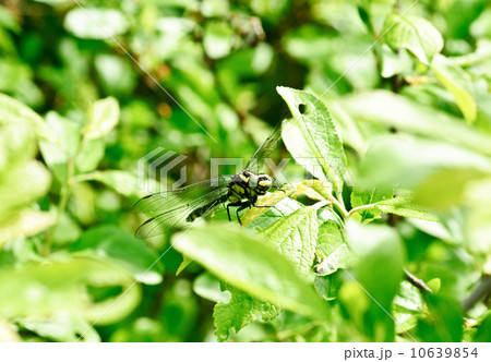 Ophiogomphus cecilia. Dragonfly on the green leaves background 10639854