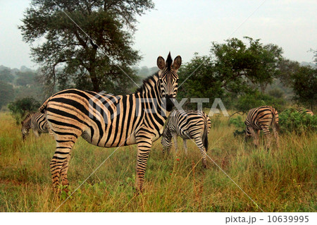 the zebra the zebra 10639995