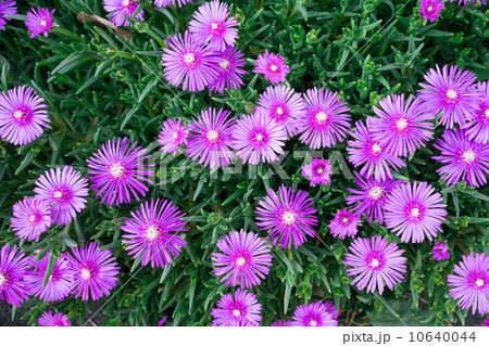 松葉菊 松葉菊 10640044