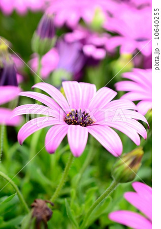 紫色の野生の菊 Wild Purple Color Chrysanthemum in Full Bloom (Pink Color Mums) 紫色の野生の菊 Wild Purple Color Chrysanthemum in Full Bloom (Pink Color Mums) 10640255