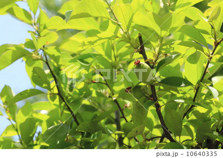 カリンの実 カリンの実 10640335