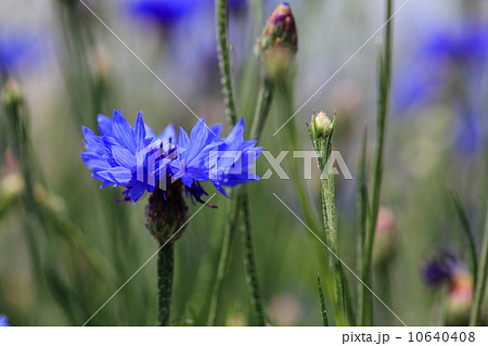 ヤグルマギク 10640408