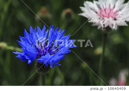 ヤグルマギク ヤグルマギク 10640409