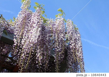 いつも散歩に行く豊橋市内にある公園 いつも散歩に行く豊橋市内にある公園 10640443