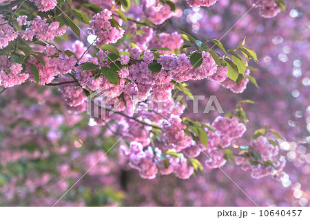 sakura sakura 10640457