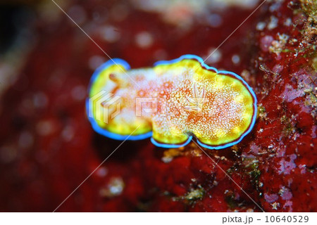 ウミウシ 10640529