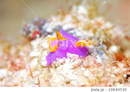 ムラサキウミコチョウ ムラサキウミコチョウ 10640530