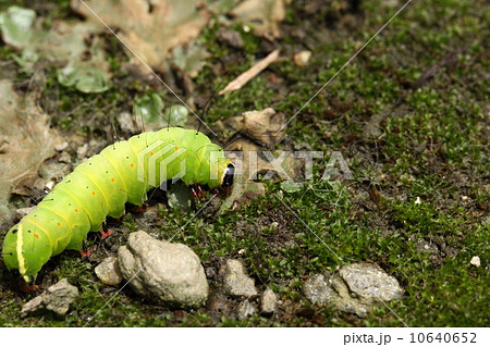 昆虫(シマケンモン幼虫) 昆虫(シマケンモン幼虫) 10640652