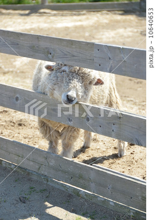 柵にはまった羊 10640653