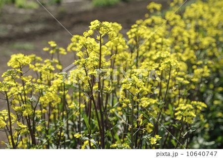 コウサイタイの花 10640747