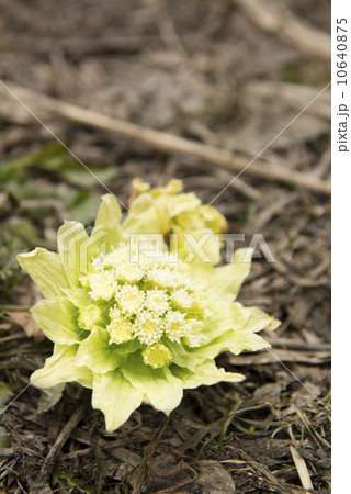 ふきのとう ふきのとう 10640875