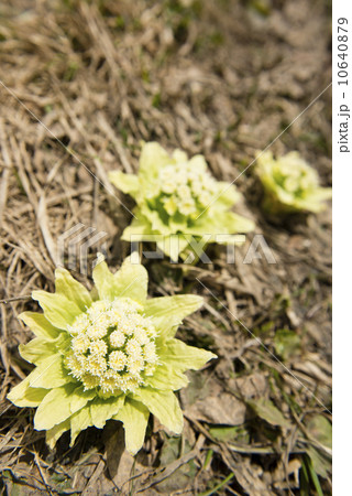 ふきのとう ふきのとう 10640879