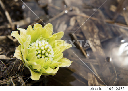 ふきのとう ふきのとう 10640885