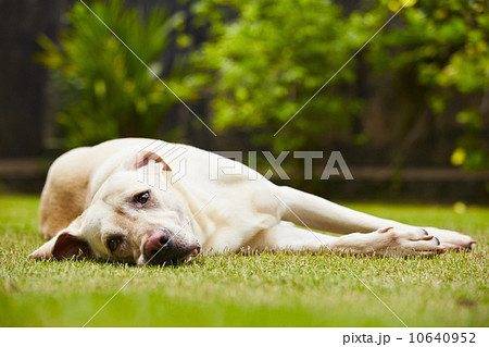Tired dog 10640952