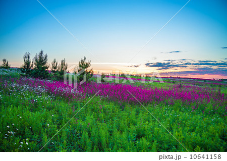 summer sunrise over a blossoming meadow summer sunrise over a blossoming meadow 10641158
