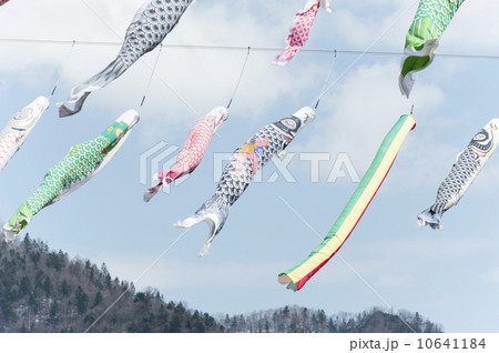 鯉のぼり 10641184