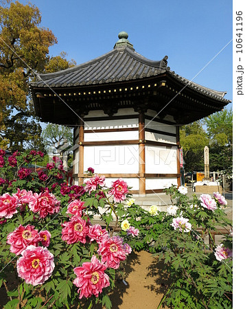 ボタンが咲き誇る春の西新井大師（第4ぼたん園） 10641196