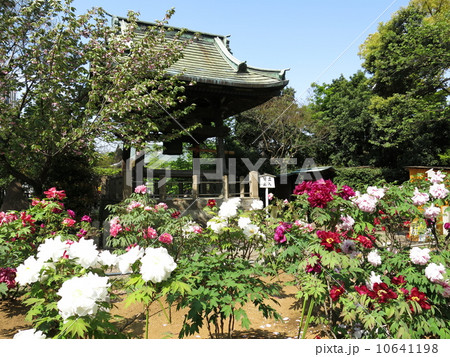 ボタンが咲き誇る春の西新井大師(第3ぼたん園) ボタンが咲き誇る春の西新井大師(第3ぼたん園) 10641198