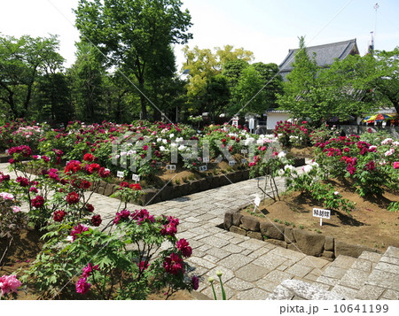 ボタンが咲き誇る春の西新井大師(第2ぼたん園) ボタンが咲き誇る春の西新井大師(第2ぼたん園) 10641199