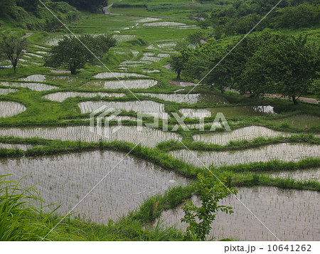 千框の棚田 千框の棚田 10641262