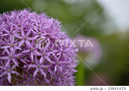 アリウム・クリストフィー 淡いむらさき マクロ アリウム・クリストフィー 淡いむらさき マクロ 10641429