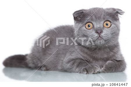 Fold kitten 10641447