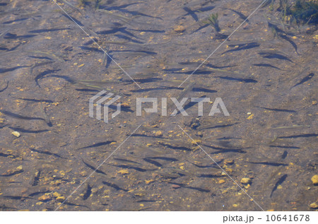 ワカサギの産卵地の写真素材
