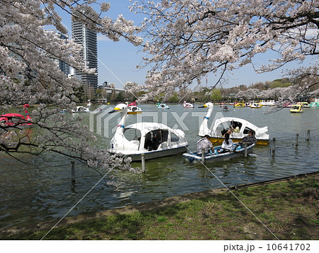 桜が咲き誇る上野公園の不忍池 10641702