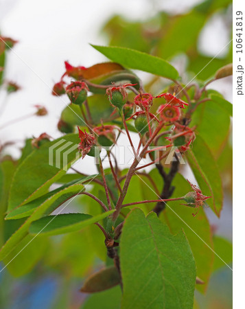 ジューンベリーの実 10641819