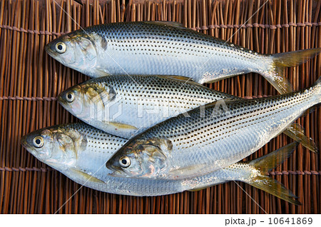 コノシロ 10641869