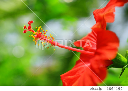 ハイビスカス 10641994