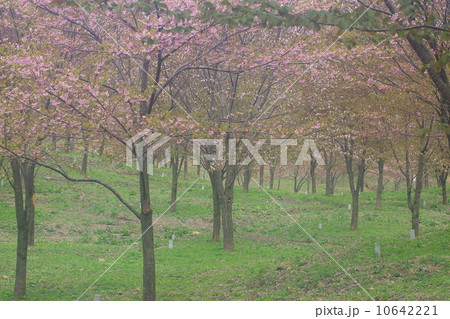 山桜 10642221