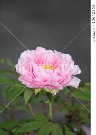 牡丹 牡丹 10642258