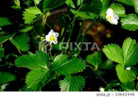 苺の花 苺の花 10642448