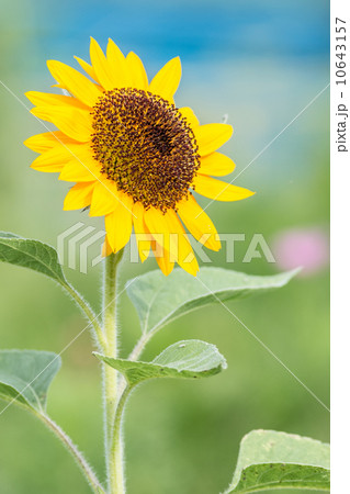 夏の花 ヒマワリ 10643157