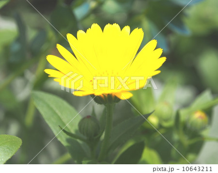 カレンデュラ まどかチーズトルテの写真素材 カレンデュラ まどかチーズトルテの写真素材