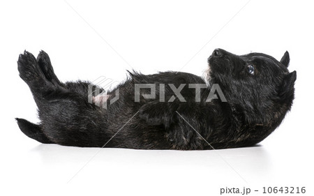 puppy laying upside down on back puppy laying upside down on back 10643216
