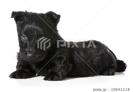 Scottish Terrier puppy Scottish Terrier puppy 10643218