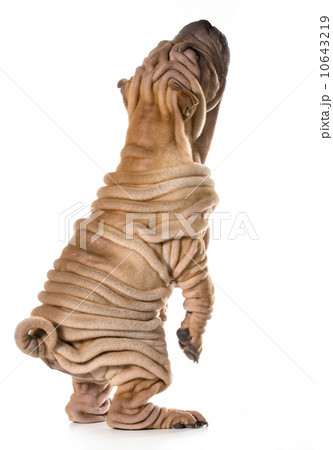 dog begging 10643219