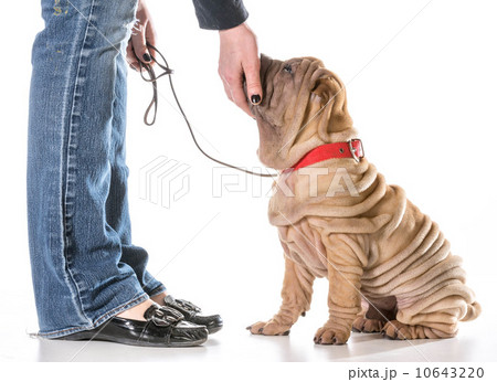 dog training 10643220