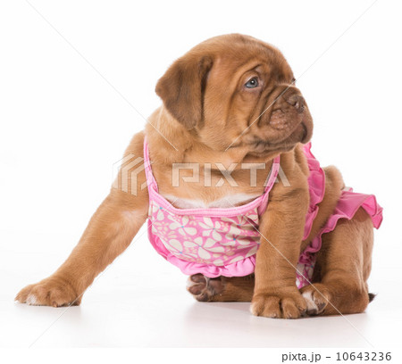 female puppy female puppy 10643236